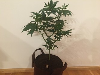 Growreport Bild 5