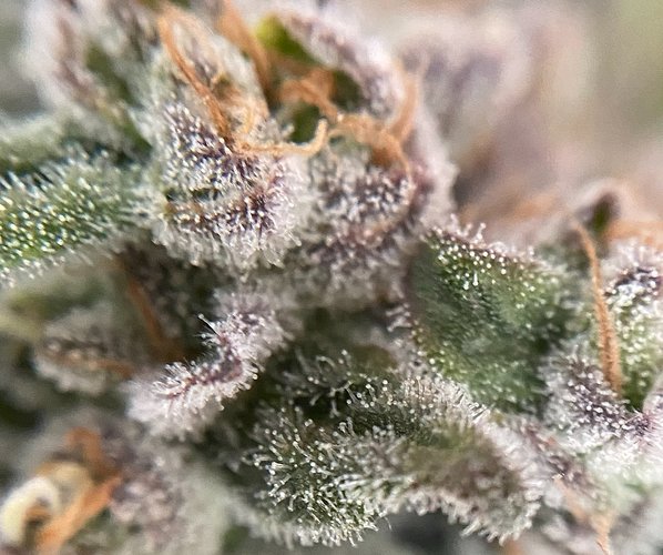 Growreport Bild 28