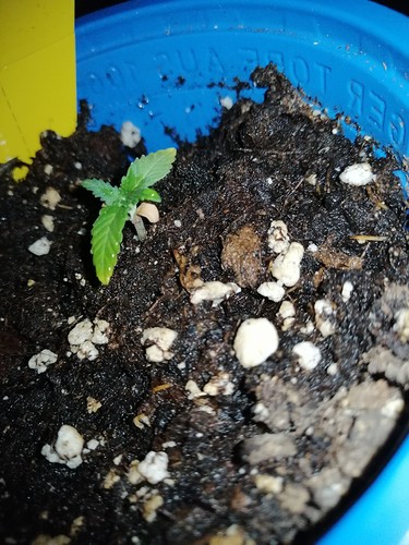 Growreport Bild 11