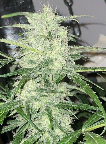 Growreport Bild 3
