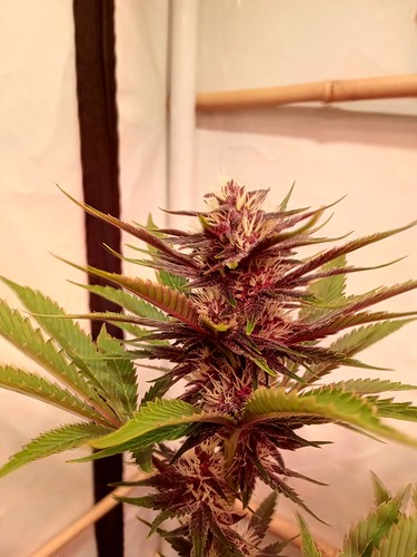 Growreport Bild 50