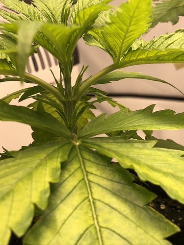 Growreport Bild 20