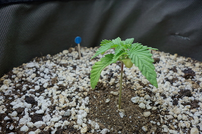 Ein junger Cannabis-Keimling mit zwei Keimblättern und den ersten echten Blättern, der aus einer Mischung aus Erde und Perlit wächst. Ein kleiner blauer Markierungsstab steht daneben im Substrat.