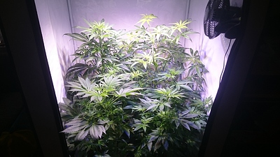 Growreport Bild 6