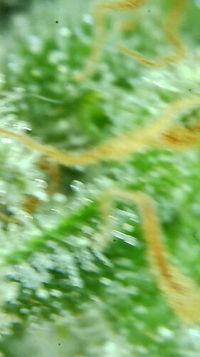 Growreport Bild 56