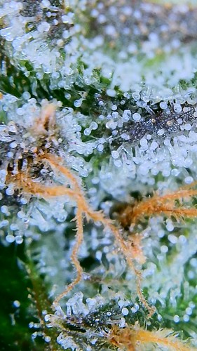 Growreport Bild 38