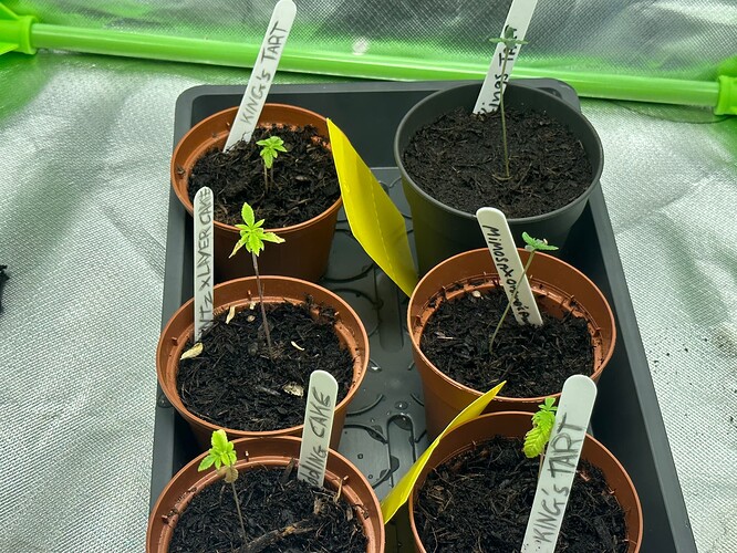 Growreport Bild 5