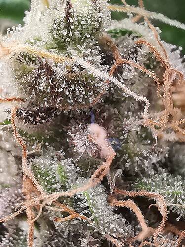 Growreport Bild 4