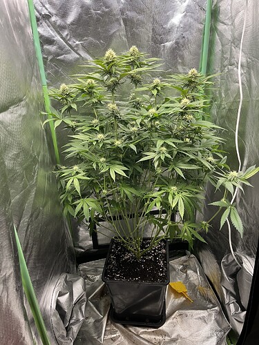 Growreport Bild 1