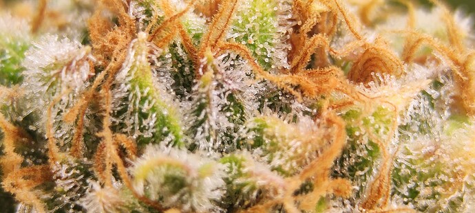 Growreport Bild 6