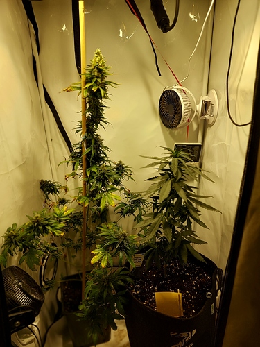 Growreport Bild 6