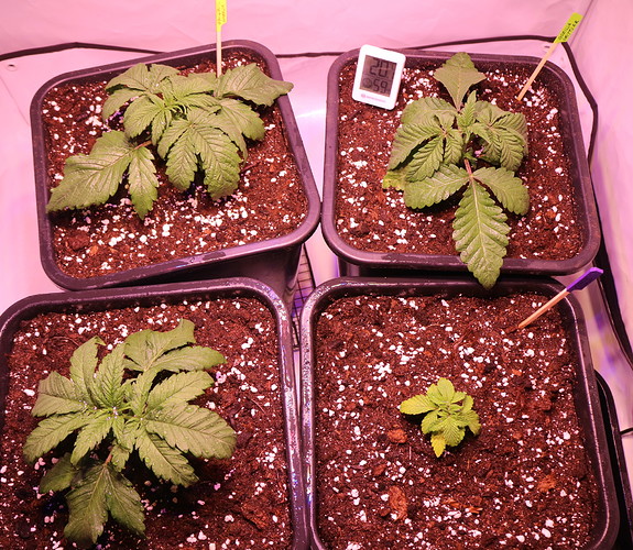 Growreport Bild 2