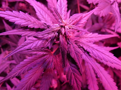 Growreport Bild 4