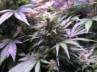 Growreport Bild 9