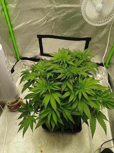 Growreport Bild 8