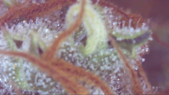 Growreport Bild 10