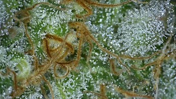 Growreport Bild 36