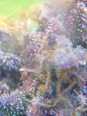Growreport Bild 4