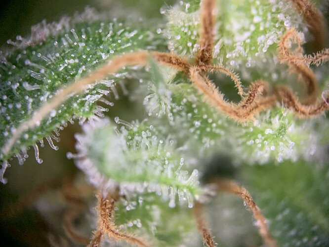 Growreport Bild 3