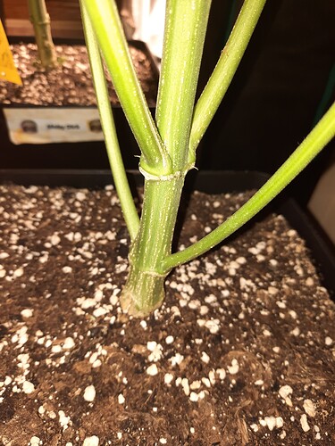 Growreport Bild 7