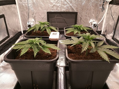 Growreport Bild 3