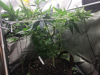 Growreport Bild 14