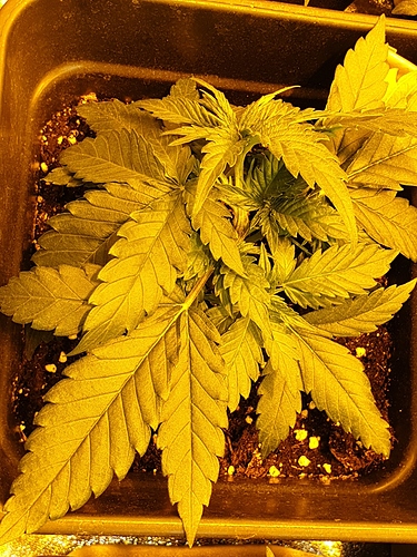 Growreport Bild 11