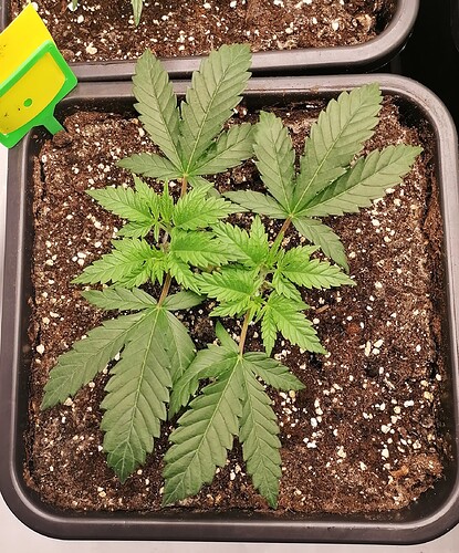 Growreport Bild 6