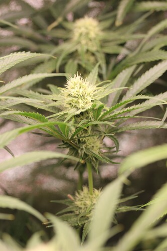 Growreport Bild 8