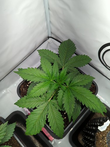 sensiskunk_wt11