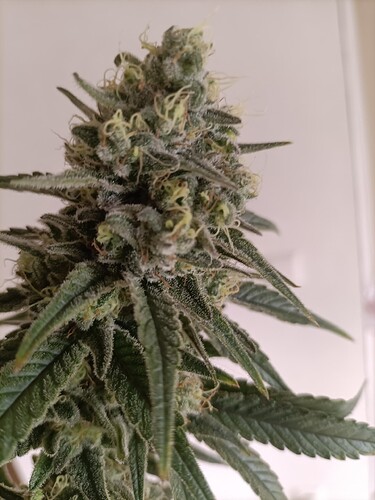 Growreport Bild 10