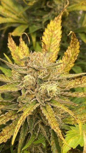 Growreport Bild 6