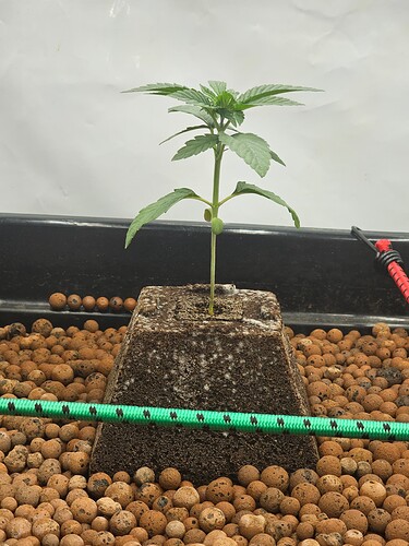 Growreport Bild 2