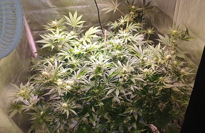 Growreport Bild 2
