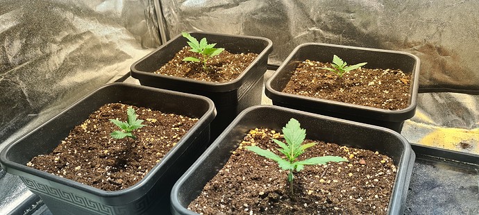 Growreport Bild 5
