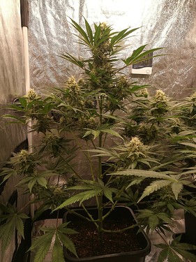 Growreport Bild 6