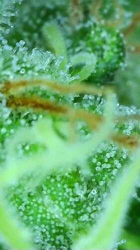 Growreport Bild 8