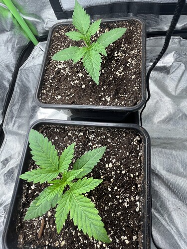 Growreport Bild 3