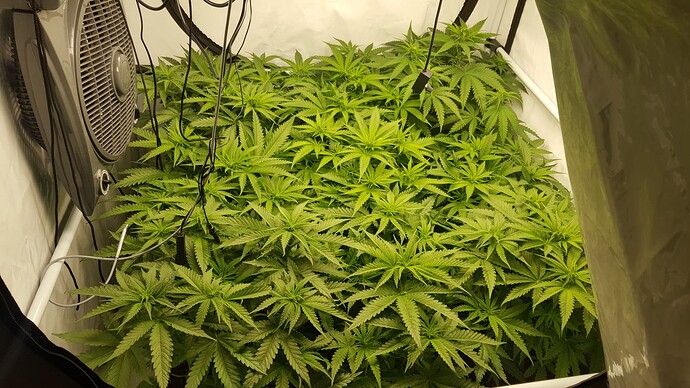 Growreport Bild 4