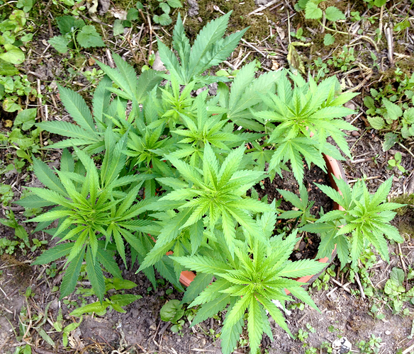 Growreport Bild 5