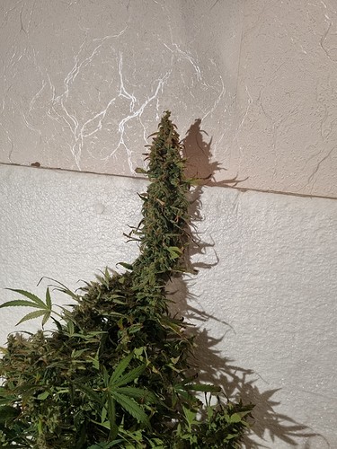 Growreport Bild 5