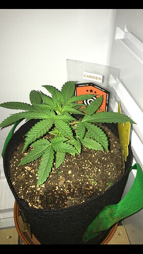 Growreport Bild 14