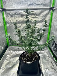 Growreport Bild 8
