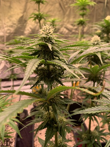 Growreport Bild 1