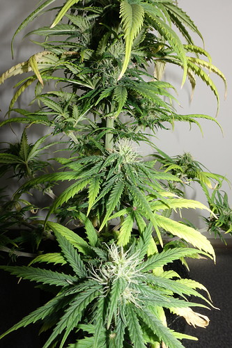 Growreport Bild 1