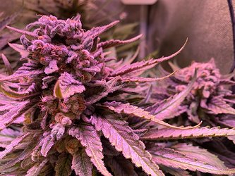 Growreport Bild 16