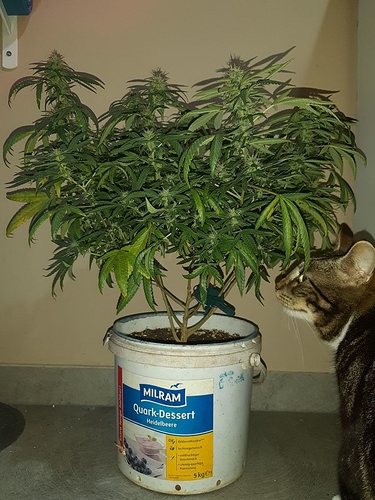 Growreport Bild 3