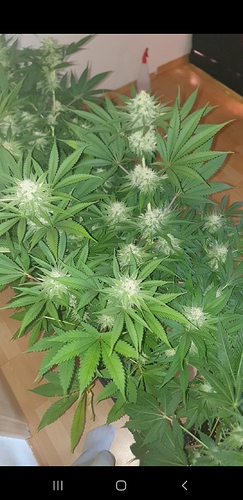 Growreport Bild 7