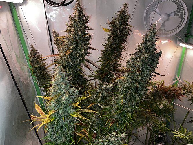 Growreport Bild 4