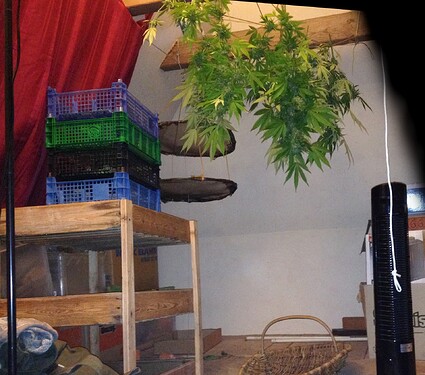 Growreport Bild 30